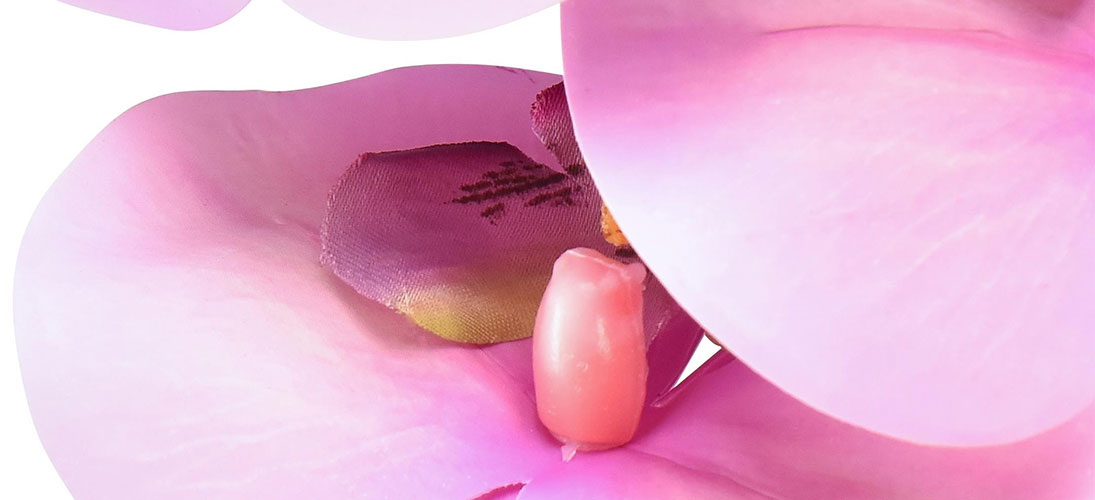 Orchids