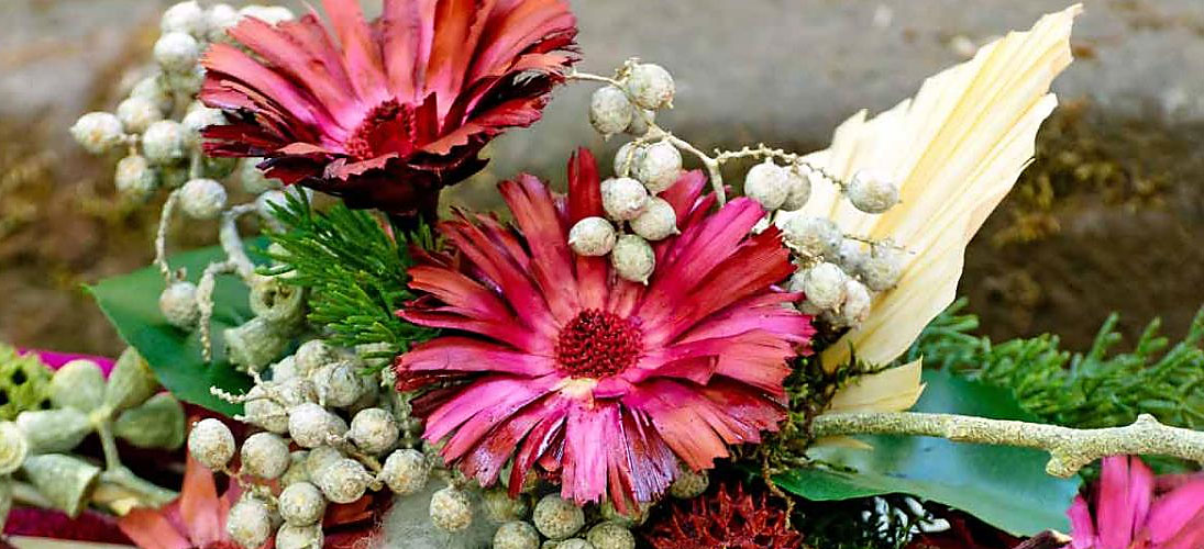 Proteas