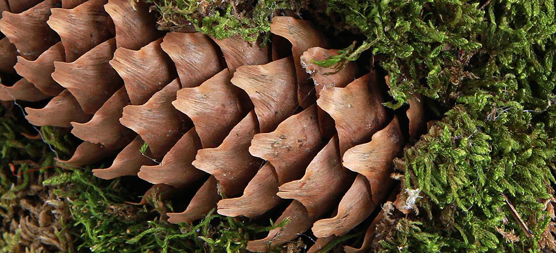 Pine cones