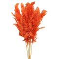 Floristik24 Pampas grass deco dried orange dry floristics 72cm 6pcs