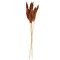 Floristik24 Pampas grass deco dried red brown dry floristics 70cm 6pcs