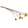 Floristik24 Craspedia dried flowers drumsticks yellow 70cm 10pcs