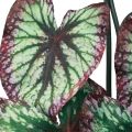 Floristik24 Begonia Artificial Plants Leaf Begonias Green Purple 62cm