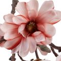 Floristik24 Magnolia branch magnolia artificial salmon 58cm