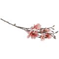 Floristik24 Magnolia branch with 6 flowers artificial magnolia salmon 84cm