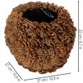 Dekorative Planter aus echten Tannenzapfen, rund, 27 cm, naturbraun | Floristik24.co.uk
