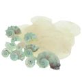 Floristik24 Capiz Mother of Pearl Shell Mother of Pearl Slices Sea Snail Shell Green 2–9cm 650g