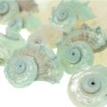 Floristik24 Capiz Mother of Pearl Shell Mother of Pearl Slices Sea Snail Shell Green 2–9cm 650g