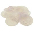 Floristik24 Capiz shells mother-of-pearl discs deco shells light pink Ø8cm