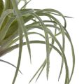 Floristik24 Tillandsia Succulent Artificial Green Plants 13cm