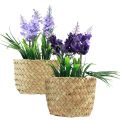 Floristik24 Artificial hyacinth in pot seagrass blue purple 16/17cm 2pcs