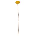Achillea Dried Flowers Yellow 1kg - Natural Yarrow Stems 45-60cm | Floristik24.co.uk