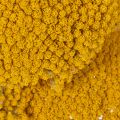 Achillea Dried Flowers Yellow
