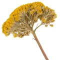 Achillea Dried Flowers Yellow