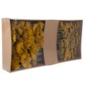 Achillea Dried Flowers Yellow