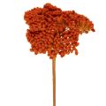 Floristik24 Achillea Orange Dried Flowers Yarrow 45-60cm 1kg
