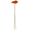 Achillea Orange Dried Flowers Yarrow 45-60cm 1kg | Floristik24.co.uk