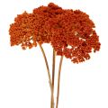 Achillea Orange Dried Flowers