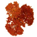 Achillea Orange Dried Flowers