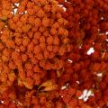 Achillea Orange Dried Flowers