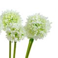 Floristik24 Allium 35cm White 6pcs