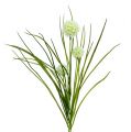 Floristik24 Allium cream with grass 65cm 3pcs