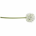 Floristik24 Decorative flower Allium, artificial ball leek, ornamental onion white Ø20cm L72cm