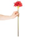Artificial red amaryllis flower with stem, flower decoration for Christmas, 50cm | Floristik24.co.uk