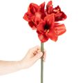 Artificial Amaryllis flower, red, long stem, for vase and arrangement, 77cm | Floristik24.co.uk