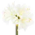 Floristik24 Artificial Amaryllis flower, white, with stem, Advent and Christmas, 50cm