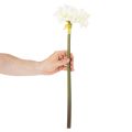 Artificial Amaryllis flower, white, with stem, Advent and Christmas, 50cm | Floristik24.co.uk