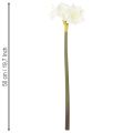 Artificial Amaryllis flower, white, with stem, Advent and Christmas, 50cm | Floristik24.co.uk