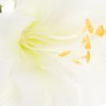 Artificial Amaryllis flower, white, with stem, Advent and Christmas, 50cm | Floristik24.co.uk