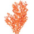 Floristik24 Orange Dyed Asparagus Fern Branch - Dried, 65cm, 80g