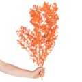 Orange Dyed Asparagus Fern Branch - Dried, 65cm, 80g | Floristik24.co.uk