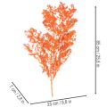 Orange Dyed Asparagus Fern Branch - Dried, 65cm, 80g | Floristik24.co.uk