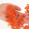 Orange Dyed Asparagus Fern