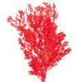 Floristik24 Red Dried Asparagus Bundle for Floral Arrangements 65cm 80g