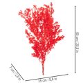 Red Dried Asparagus Bundle for Floral Arrangements 65cm 80g | Floristik24.co.uk