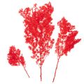Red Dried Asparagus Bundle for Floral Arrangements 65cm 80g | Floristik24.co.uk
