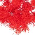 Red Dried Asparagus Bundle for