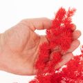Red Dried Asparagus Bundle for