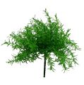 Floristik24 Asparagus bush green 25cm