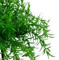 Floristik24 Asparagus bush green 25cm