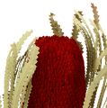 Floristik24 Banksia Hookerana red 7pcs