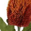 Floristik24 Artificial Flower Banksia Orange Autumn Decoration Funeral Flowers 64cm