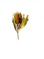 Floristik24 Banksia Hookerana yellow 7pcs