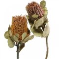 Floristik24 Banksia coccinea dried flowers nature 10pcs