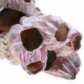 Floristik24 Decorative shell barnacles natural 12-16cm 3pcs
