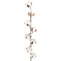 Floristik24 Artificial cotton branch with 8 real flowers, 78cm